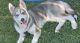 Siberian Husky Puppies for sale in 21359 Slate Crossing Ln, Katy, TX 77449, USA. price: NA