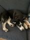 Siberian Husky Puppies for sale in Wausau, WI, USA. price: NA