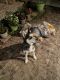 Siberian Husky Puppies for sale in Terrell, TX, USA. price: NA