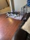 Siberian Husky Puppies for sale in El Paso, TX, USA. price: NA
