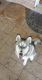Siberian Husky Puppies for sale in Roman Forest, TX 77357, USA. price: NA