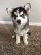 Siberian Husky Puppies for sale in Vancouver, WA, USA. price: $1,800