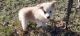 Siberian Husky Puppies for sale in Gause, TX 77857, USA. price: $300