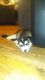 Siberian Husky Puppies for sale in Katy, TX 77449, USA. price: NA