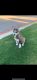 Siberian Husky Puppies for sale in Hutto, TX 78634, USA. price: NA