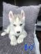 Siberian Husky Puppies for sale in Ottawa, ON, Canada. price: NA