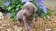 Silken Windhound Puppies for sale in Waco, TX, USA. price: NA