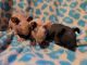 Skinny pig Rodents for sale in Louisa, VA 23093, USA. price: NA