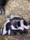 Skunk Animals for sale in Ohio City, OH 45874, USA. price: $450