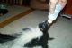 Skunk Animals for sale in Moultrie, GA, USA. price: $200