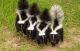 Skunk Animals for sale in Clarksville, TN, USA. price: $200