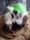 Skunk Animals for sale in Raleigh, NC, USA. price: $300