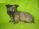 Skye Terrier Puppies for sale in Merrick, NY, USA. price: NA