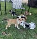 Smooth Collie Puppies