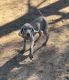 Smooth Haired Weimaraner Puppies for sale in Ontario, California. price: $850
