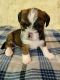 Snorkie Puppies for sale in Morganton, NC 28655, USA. price: NA