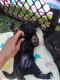 Snorkie Puppies for sale in Fort Worth, TX, USA. price: NA