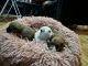 Snorkie Puppies for sale in New York, NY 10040, USA. price: NA