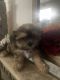 Snorkie Puppies for sale in Hialeah, FL, USA. price: NA