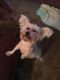 Snorkie Puppies for sale in Hornell, NY 14843, USA. price: NA