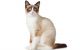 Snowshoe Cats for sale in Factoryville, PA 18419, USA. price: $2,000