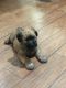 Soft-Coated Wheaten Terrier Puppies for sale in Chino, CA, USA. price: $1,000