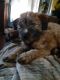 Soft-coated Wheaten Terriers