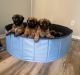 AKC Wheaton puppies home raised