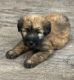Soft-Coated Wheaten Terrier Puppies for sale in St. Petersburg, FL, USA. price: $800