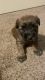 Soft-Coated Wheaten Terrier Puppies for sale in Atlanta, GA, USA. price: NA