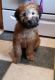 Soft-Coated Wheaten Terrier Puppies for sale in Virginia Beach, VA, USA. price: NA