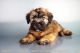 Soft-Coated Wheaten Terrier Puppies for sale in San Diego, CA, USA. price: $1,895