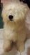 Soft-Coated Wheaten Terrier Puppies for sale in Cape Coral, FL, USA. price: $700