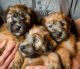 Wheaten Terrier Puppies for sale! $850