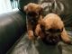 Soft-Coated Wheaten Terrier Puppies for sale in Lake Orion, Orion Charter Township, MI 48362, USA. price: NA