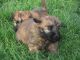 AKC puppies for sale