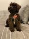 Soft-Coated Wheaten Terrier Puppies for sale in Long Beach, CA, USA. price: $500