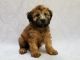 Soft-Coated Wheaten Terrier Puppies for sale in Rome, GA, USA. price: NA