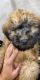 Soft-Coated Wheaten Terrier Puppies for sale in Estero, FL, USA. price: $1,000