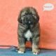Spanish Mastiff Puppies for sale in Bethlehem, PA, USA. price: $1,500