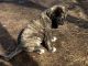 Spanish Mastiff Puppies for sale in North Branch, MN, USA. price: $500
