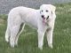 Spanish Mastiff Puppies for sale in North Branch, MN, USA. price: $100