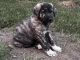 Spanish Mastiff Puppies for sale in North Branch, MN, USA. price: $800