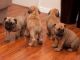 Spanish Mastiff Puppies for sale in Alaska Range, Alaska, USA. price: NA