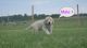 Spanish Mastiff Puppies for sale in Pine Bush, NY 12566, USA. price: $1,800