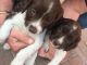 Spanish Pointer Puppies for sale in FL-436, Casselberry, FL, USA. price: NA