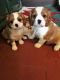 Lovely king charles spaniel puppies for sale
