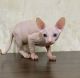 Sphynx Cats for sale in Sacramento, CA, USA. price: $550