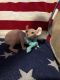 Sphynx Cats for sale in DuBois, PA 15801, USA. price: $1,500