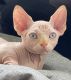 Sphynx Cats for sale in Brooklyn, NY, USA. price: NA